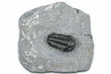 Detailed Gerastos Trilobite Fossil - Morocco #363951-3